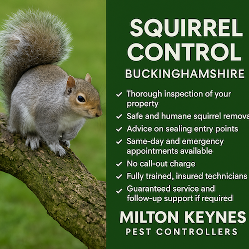 Signs of Squirrel Infestations in Buckinghamshire